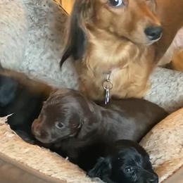 Dachshund Puppies from Petite Paw Dachshunds