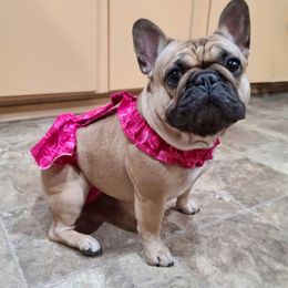 Sassy - French Bulldog