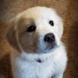 Golden Retriever Puppies from Iron Rose Retrievers