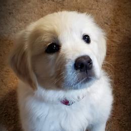 Golden Retriever Puppies from Iron Rose Retrievers