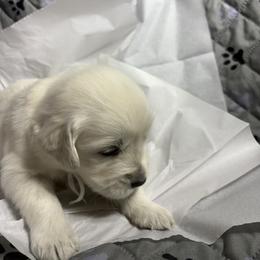 Mr White - Light golden male Golden Retriever puppy in Grand Island, Nebraska from Loseke Family Retrievers