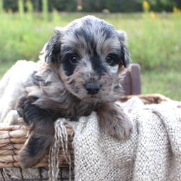 Rocky- CKC- F1 Mini AussieDoodle- Stokesdale, NC - Red merle male Aussiedoodle puppy in Stokesdale, North Carolina from His and Hers Poodles and Doodles