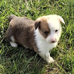 Rodeo - Red male Pembroke Welsh Corgi puppy in Hillsville, Virginia from Bonderosa Kennels