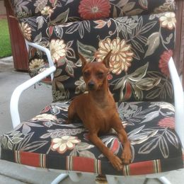 Keegan - Miniature Pinscher