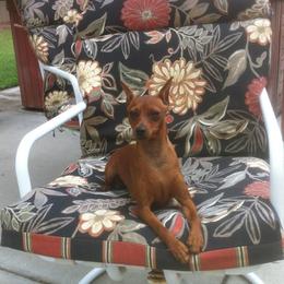 Keegan - Miniature Pinscher