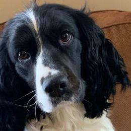 English Springer Spaniels from Sara's English Springer Spaniels