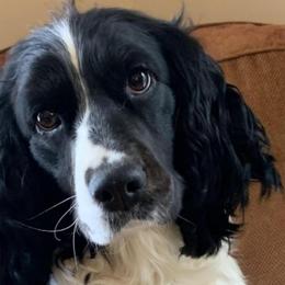 English Springer Spaniels from Sara's English Springer Spaniels