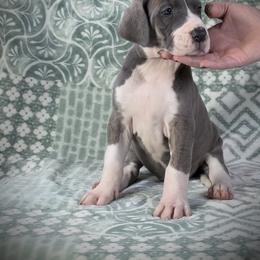 Great Dane Puppies from North Cedar Danes