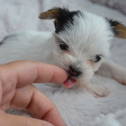 Sam - Parti male Yorkshire Terrier puppy in Ballston Spa, New York from pupstatenewyorkies