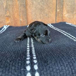 Baby - Black phantom female Aussiedoodle puppy in Eastland, Texas from H5 Mini Doodles