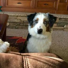 Miniature Australian Shepherd and Toy Australian Shepherd All Grown Up from 2Lazy2P Mini Aussies