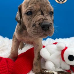 King Zog - Merle male Great Dane puppy in White City, Kansas from Southwind Great Danes