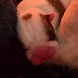 Ivy - Fawn and white female French Bulldog puppy in Kalispell, Montana from Grace & Grit Frenchies