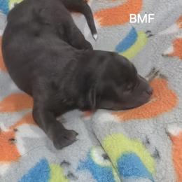Jg1 - Blue merle female Miniature Australian Shepherd puppy in Bend, Oregon from Badlands Toy and Mini Aussies
