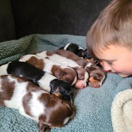 Dachshund Puppies from Bluegum Dachshunds
