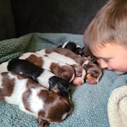 Dachshund Puppies from Bluegum Dachshunds