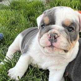 Girl 1 - Bulldog puppy in Sandy, Utah from K2I Bulldogs