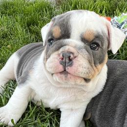 Girl 1 - Bulldog puppy in Sandy, Utah from K2I Bulldogs
