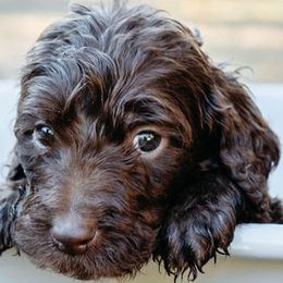 Double Doodle and Labradoodle Puppies from Delightfully Double Doodles