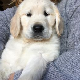 Golden Retriever and Labrador Retriever Puppies from Golden Hills Retrievers