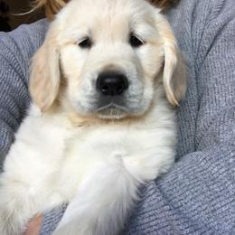 Golden Retriever and Labrador Retriever Puppies from Golden Hills Retrievers