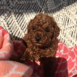 Poodle Puppies from Curly Top Poodles