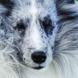 English Setters and Shetland Sheepdogs from North Roe Kennels