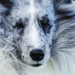 English Setters and Shetland Sheepdogs from North Roe Kennels