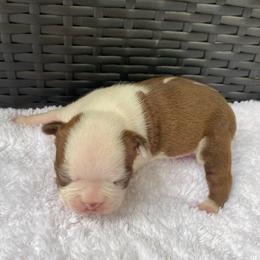AKC Jameson - Seal and white male Boston Terrier puppy in Imperial, Missouri from Boston Kup Breeders