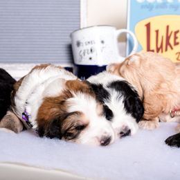 Bernedoodle Puppies from Sugarcreek Haven Bernedoodles