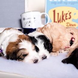 Bernedoodle Puppies from Sugarcreek Haven Bernedoodles