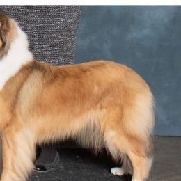 Collies and Shetland Sheepdogs from Clarity