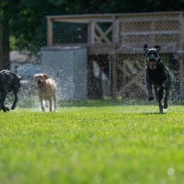 Labrador Retriever All Grown Up from Purpose Bred Labrador Retrievers