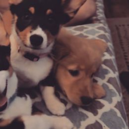 Pembroke Welsh Corgis from Lavendel Corgis