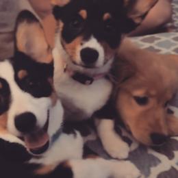 Pembroke Welsh Corgis from Lavendel Corgis