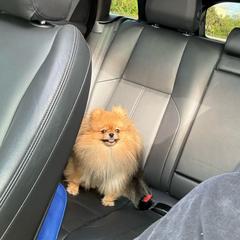 Squirrel - Pomeranian