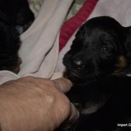 German Shepherd Puppies from Import German Shepherds of Kansas
