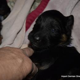 German Shepherd Puppies from Import German Shepherds of Kansas