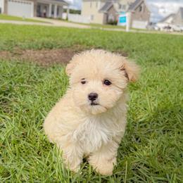 Sky - Champagne male Maltipoo puppy in Wilson, North Carolina from Fabulous Maltipoos