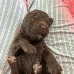 Red - male Golden Mountain Doodle puppy in Leander, Texas from Olive Grove Doodles