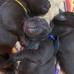 Toblerone (blue collar) - Chocolate male Labrador Retriever puppy in Bandera, Texas from The Sugar & Spice Ranch Labrador Retrievers