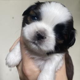 Wendy Darling - Black and white female Shih Tzu puppy in Jasper, Georgia from Tiny Bubbles Shih Tzus