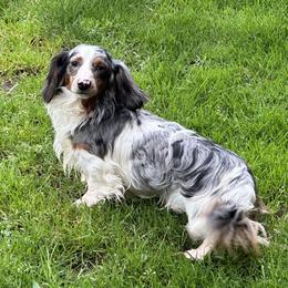Max - Dachshund
