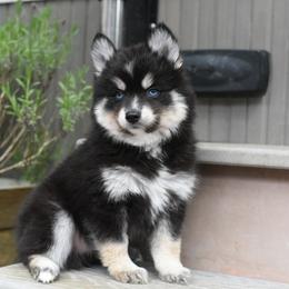 Rey - Tri-color male Pomsky puppy in Coos Bay, Oregon from Ocean View Pomskies