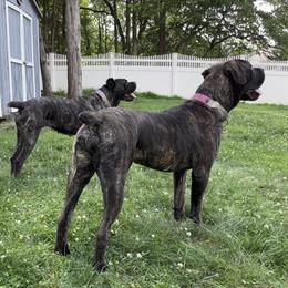 Cane Corso Puppies from Central Jersey K9