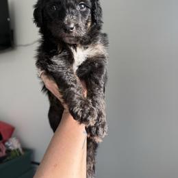 Lovely - Black phantom female Aussiedoodle puppy in Arizona from Coats of Many Colors LLC