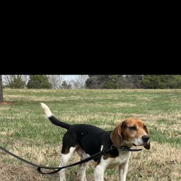 Beagle puppies from Ozark Mountain Kennel