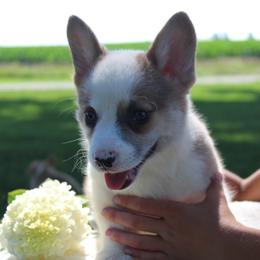Bill - Sable male Pembroke Welsh Corgi puppy in North Manchester, Indiana from Covered Bridge Corgis
