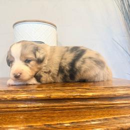 Reef - Blue merle female Miniature Australian Shepherd puppy in Lakeport, California from Akins Aussies/Wild Rose Ranch