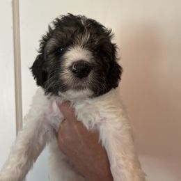 Orange Collar - Parti male Pyredoodle puppy in Sand Springs, Oklahoma from Kiki’s Farm